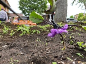 花が咲いたナスの苗