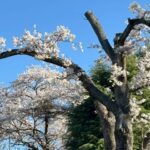 5月は「調理プログラム♪」精神科デイケアの令和8年5月のプログラム表をアップしました